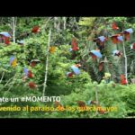 Guacamayos en libertad: Descubre la majestuosidad de estas aves en su hábitat natural