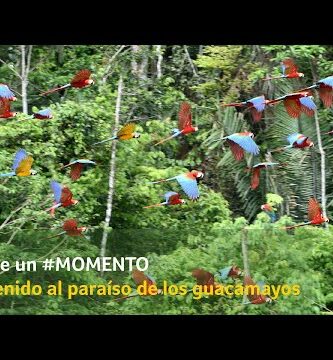 Guacamayos en libertad: Descubre la majestuosidad de estas aves en su hábitat natural