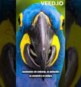 Descubre el fascinante guacamayo de río: características y cuidados