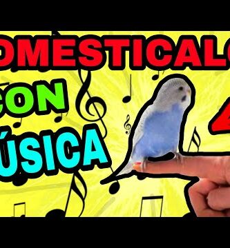 La mejor música para guacamayos: melodías que encantan a tus coloridas mascotas