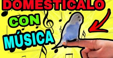 La mejor música para guacamayos: melodías que encantan a tus coloridas mascotas