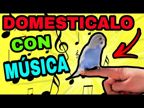 La mejor música para guacamayos: melodías que encantan a tus coloridas mascotas