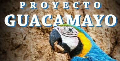 Guacamayo de Hans: Todo sobre esta exótica especie