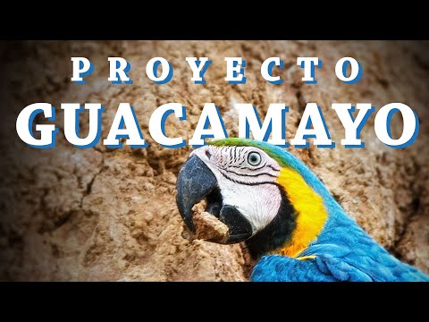 Guacamayo de Hans: Todo sobre esta exótica especie