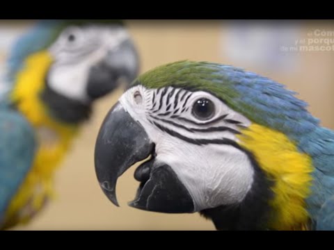 Descubre el fascinante guacamayo venezolano: características y cuidados