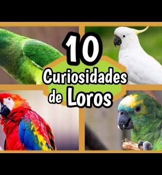 Descubre todo sobre el guacamayo enano: características, cuidados y curiosidades