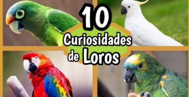 Descubre todo sobre el guacamayo enano: características, cuidados y curiosidades