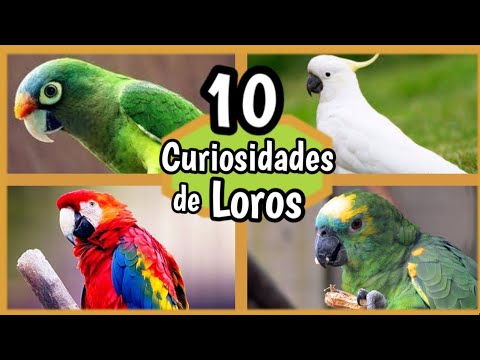 Descubre todo sobre el guacamayo enano: características, cuidados y curiosidades