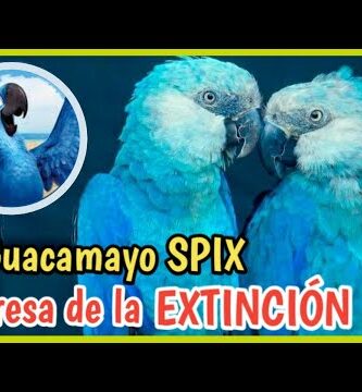 Guacamayo azul y oro: todo sobre esta increíble especie de ave