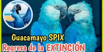 Guacamayo azul y oro: todo sobre esta increíble especie de ave