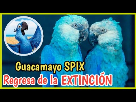 Guacamayo azul y oro: todo sobre esta increíble especie de ave