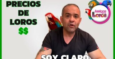 Guacamayo blanco precio: descubre el valor de esta hermosa especie