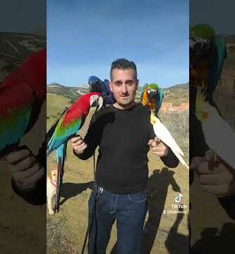 Venta de guacamayos en Madrid: Exóticas aves a tu alcance