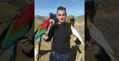 Venta de guacamayos en Madrid: Exóticas aves a tu alcance