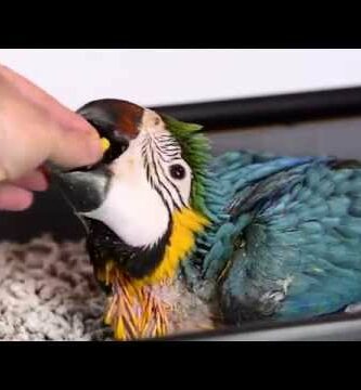 Guacamayo Ararauna Papillero: Cuidados y consejos para criar a este colorido loro