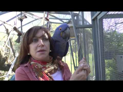 Criadores de guacamayos en Valencia: Expertos en aves exóticas