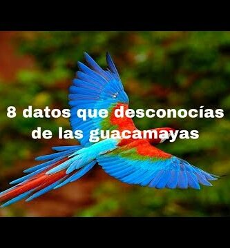 Descubre todo sobre un guacamayo: características, cuidados y curiosidades