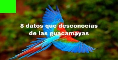 Descubre todo sobre un guacamayo: características, cuidados y curiosidades