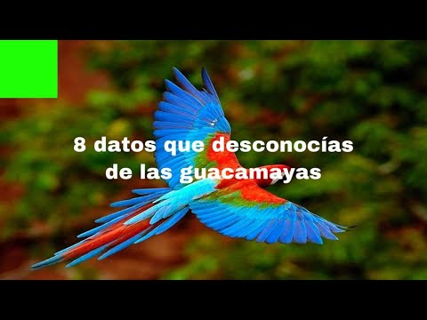 Descubre todo sobre un guacamayo: características, cuidados y curiosidades