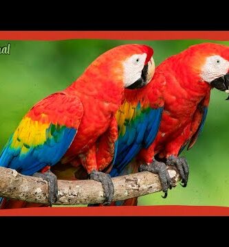 Guacamayo Ara: Descubre todo sobre esta increíble especie