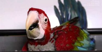 Guacamayo rojo papillero: Cuidados y consejos para su crianza