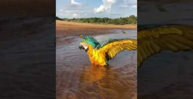 Descubre la belleza del guacamayo ara ararauna