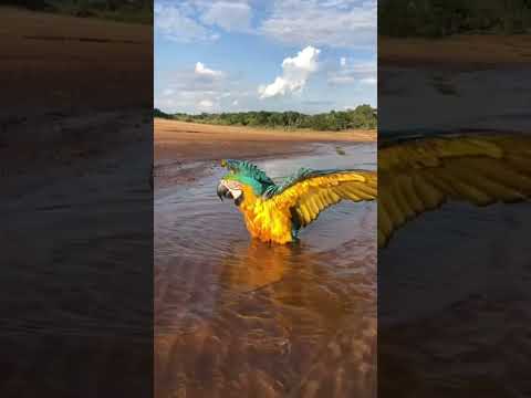 Descubre la belleza del guacamayo ara ararauna