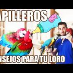 Guacamayo papillero: aprende a criar y cuidar a tu ave en casa