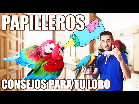 Guacamayo papillero: aprende a criar y cuidar a tu ave en casa