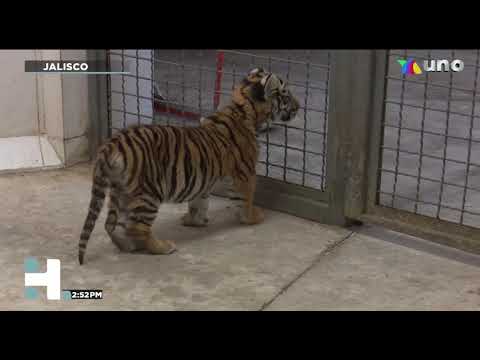 Venta de guacamayos papilleros: adquiere tus mascotas exóticas en línea