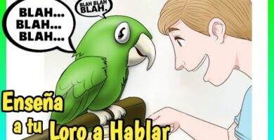 Descubre cómo enseñar a los guacamayos a hablar: consejos expertos