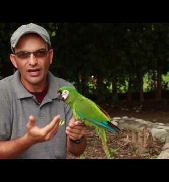 Descubre el fascinante guacamayo enano Ara Nobilis: información y cuidados