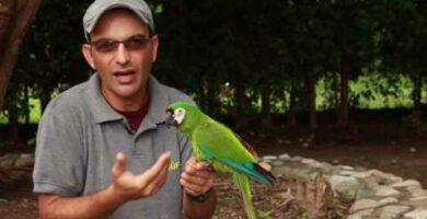 Descubre el fascinante guacamayo enano Ara Nobilis: información y cuidados