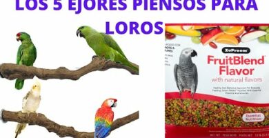 Pienso Zupreem Guacamayos: Nutrición especializada para tus aves