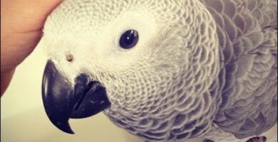 Guacamayo Gris: Todo sobre esta increíble especie de ave