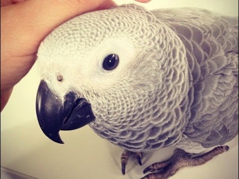 Guacamayo Gris: Todo sobre esta increíble especie de ave