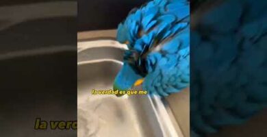 Loros azules y amarillos: una guía para tenerlos como mascotas