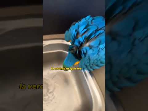 Loros azules y amarillos: una guía para tenerlos como mascotas