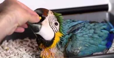 Guacamayo papillero en Milanuncios: la mejor opción para adoptar