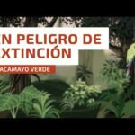 El guacamayo en peligro: ¿Podrá sobrevivir?