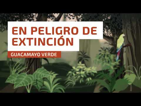 El guacamayo en peligro: ¿Podrá sobrevivir?