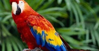 Guacamayo en peligro: amenaza de extinción y conservación