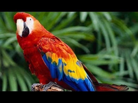 Guacamayo en peligro: amenaza de extinción y conservación