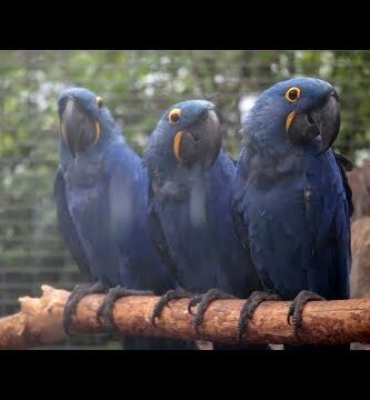 Aviario Guacamayos: Experiencia única con estas majestuosas aves