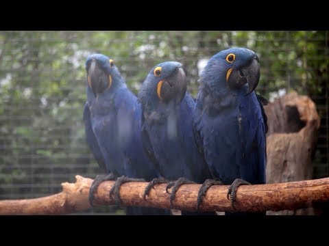 Aviario Guacamayos: Experiencia única con estas majestuosas aves