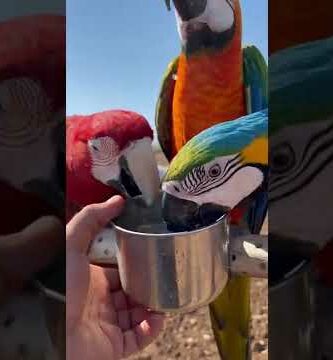 Guacamayo multicolor: la exótica belleza de estas aves