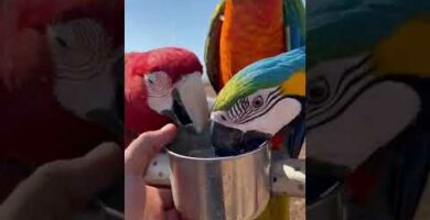 Guacamayo multicolor: la exótica belleza de estas aves