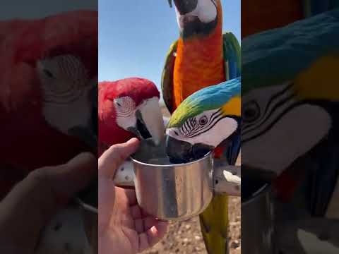 Guacamayo multicolor: la exótica belleza de estas aves