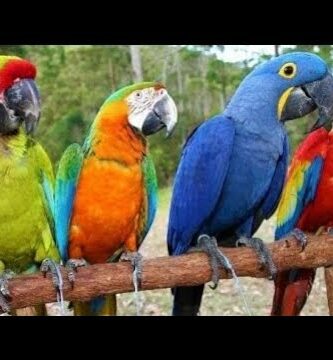 Guacamayo en un piso: Una mascota exótica y llena de color