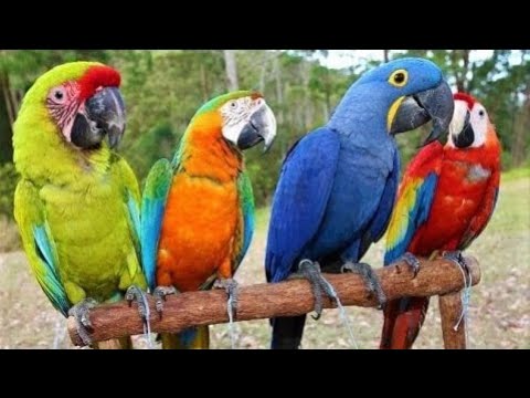 Guacamayo en un piso: Una mascota exótica y llena de color